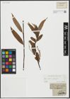 Foto von Salix alba L. x Salix fragilis L.